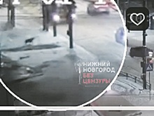 В Нижнем Новгороде полиция выясняет обстоятельства гибели собаки на дороге