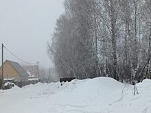 В пригороде Кургана жители выступили против вырубки леса