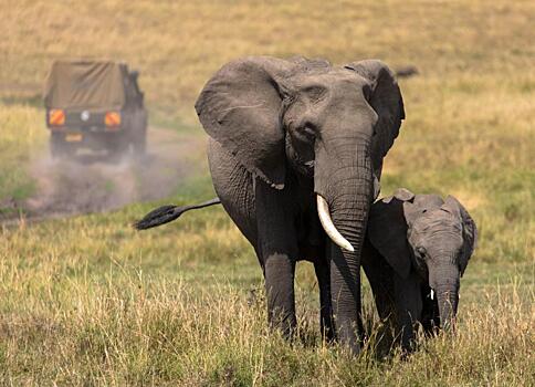 В Зимбабве застрелят 500 слонов из-за нехватки денег