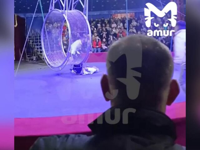 Артист цирка в Находке получил ушибы при падении с высоты — СМИ