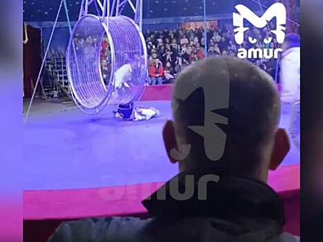 Артист цирка в Находке получил ушибы при падении с высоты – СМИ