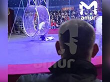 Артист цирка в Находке получил ушибы при падении с высоты – СМИ