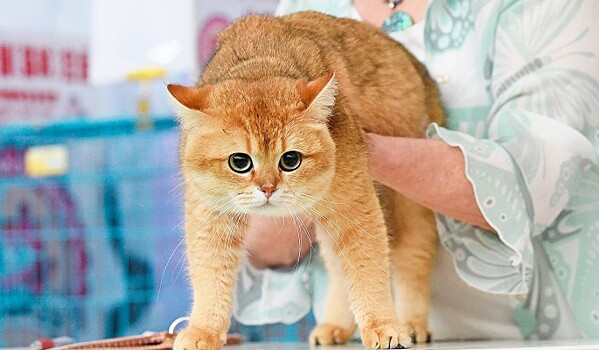 Причину аллергии у кошек нашли в людях