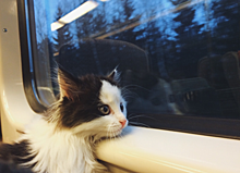 Из поезда в Китае высадили кошку-безбилетницу