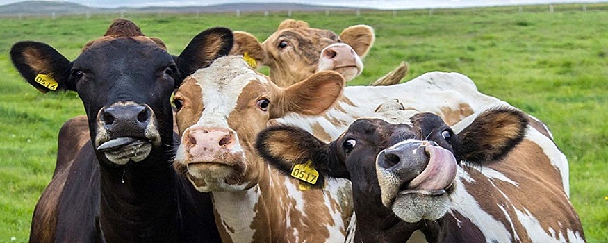 Вспышку бруцеллеза в Татарстане вызвал несанкционированный ввоз в регион КРС