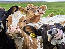 Вспышку бруцеллеза в Татарстане вызвал несанкционированный ввоз в регион КРС