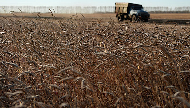 Россия может вернуть лидерство по экспорту пшеницы