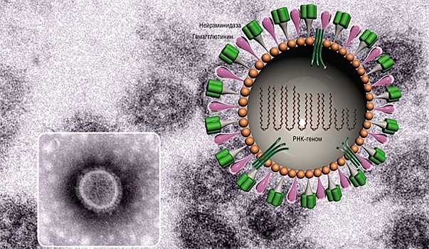 Вирус гриппа победят с помощью его изменчивости и мутации в геноме