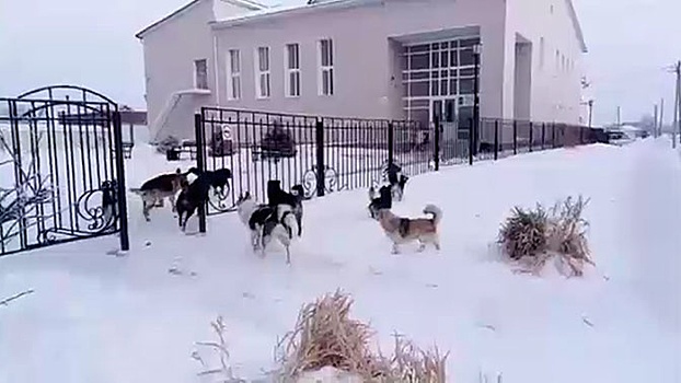 Агрессивные стаи собак нападают на детей под Новосибирском