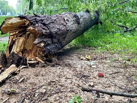 Ветер повалил 19 деревьев в Москве