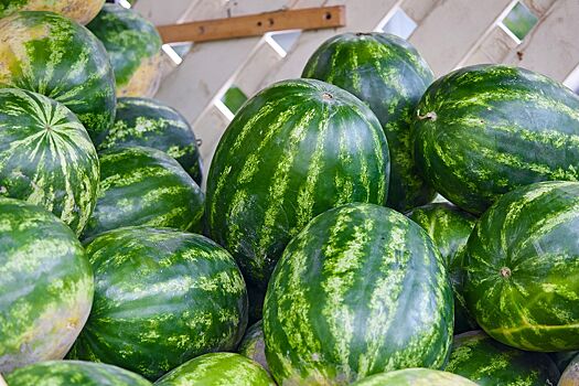 Бахчевод сообщил, что закупщики из регионов не боятся приезжать на Херсонщину за арбузами