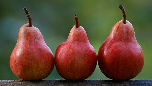 Россиянам назвали пользу груш