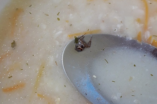 «Это специальная диета»: челябинка обнаружила в больничном супе таракана