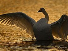 Спасенный в Кургане лебедь проведет зиму со страусами