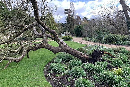 В ботаническом саду Кембриджа буря уничтожила "Яблоню Ньютона"