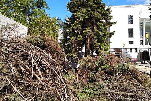 Рубщикам голубых елей у КЗ «Юпитер» грозит уголовное дело