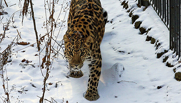 В Приморье знаменитый леопард поставил рекорд по числу "свиданий" с самками