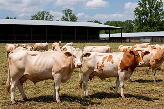 В Удмуртии реализуют масштабный инвестпроект по производству молока