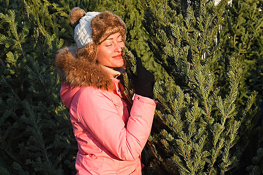 Россиянам рассказали, как легально срубить елку к Новому году