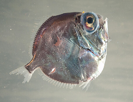 Мне лучше в полной темноте: чему нас учат причудливые адаптации рыбьего зрения