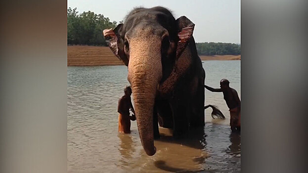 Такие большие, такие беззащитные: вчера отмечали всемирный день защиты слонов