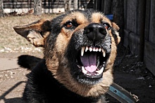 Нейросеть в России могут приспособить для отслеживания агрессивных собак