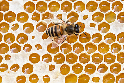 Ученые: пчелиный яд убивает клетки самого агрессивного вида рака груди