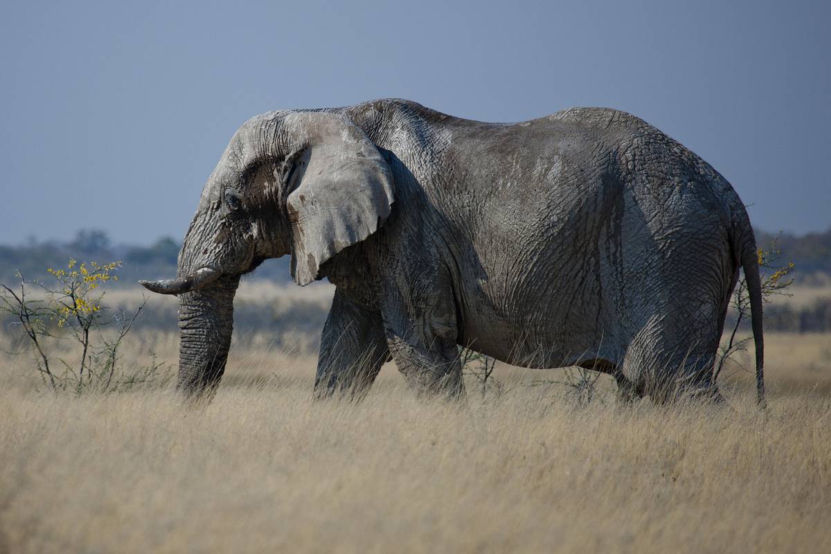 Слонихи затоптали охотившегося на антилоп миллионера