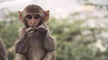 В Гонконге зафиксирован первый случай заражения человека вирусом герпеса обезьян