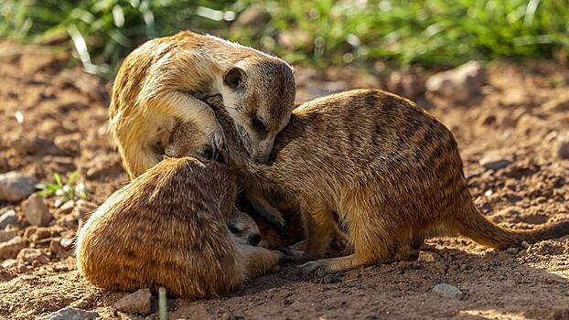 Сурикатов и летающих поссумов разрешили перевозить в поездах