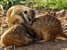 Сурикатов и летающих поссумов разрешили перевозить в поездах