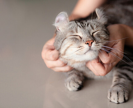 В Петербурге и еще 17 городах России можно записать кошку на бесплатный осмотр у ветеринара