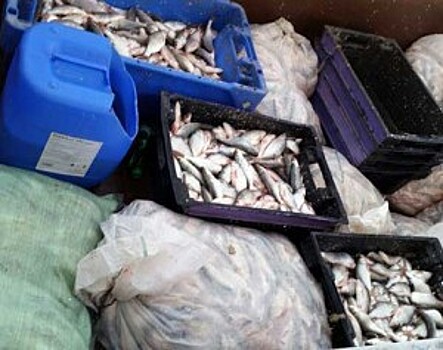 В Ростовской области уничтожено 700 кг потенциально опасной рыбы