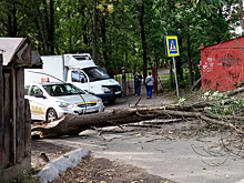 Деревья падали, машины страдали