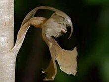 Редкие виды орхидей в Саратове попали под угрозу уничтожения