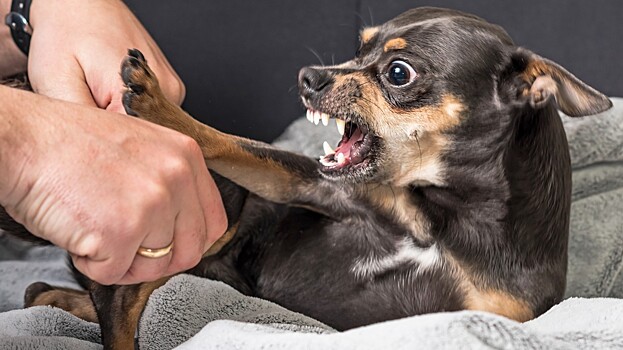 Почему собака не слушается и плохо себя ведет: отвечает зоопсихолог