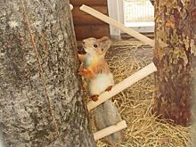 Заключенные в ардатовской колонии будут заботиться о белках