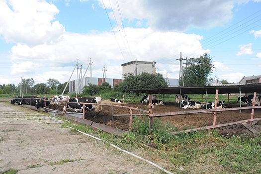 В Нижегородской области наблюдается рост производства мяса