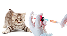 График проведения вакцинации против бешенства среди собак и кошек в Теплый Стане