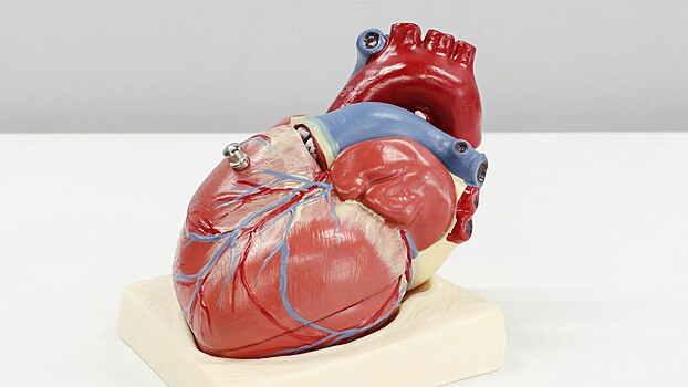 Врач Резник: жесткие диеты могут вызвать сбои в электрической активности сердца