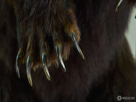Власти Петропавловска-Камчатского ввели режим повышенной опасности из-за нашествия медведей