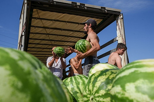 Регионам Черноземья предрекли рост производства арбузов