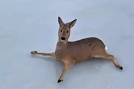 Вывозили на санях: спецоперацию по спасению косуль провели под Новосибирском