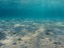 Откуда на дне моря появились тысячи ям