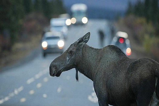 В Грибановском районе Воронежской области водитель машины попал в больницу после столкновения с лосем