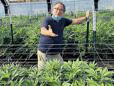 Джеймс Белуши стал мастером коноплеводства