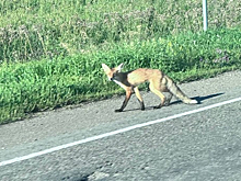 Лопоухая лиса вышла к людям на кузбасской трассе