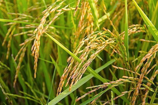 Рис: технологии, температуры и перспективы