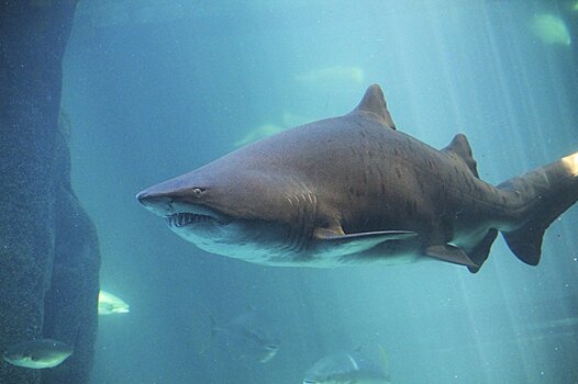 В Турции и Египте появились акулы: туристов призывают к осторожности