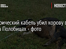 Электрический кабель убил корову в поле в Полобицах - фото